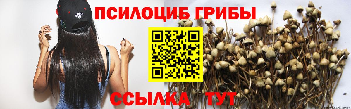 Псилоцибиновые грибы GOLDEN TEACHER Магадан
